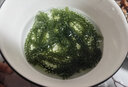 新鮮海葡萄即食長(cháng)壽菜海帶裙帶菜海藻菜海白菜綠色魚(yú)子醬100g 海葡萄100g*3包【贈蘸料】 曬單實(shí)拍圖