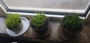 碧候蘭園微型盆景金錢菖蒲苗黃金姬虎須隨手香苗綠植水培迷你小盆栽蘭花草 四季開花:1盆六月雪帶紫色花苞 曬單實拍圖