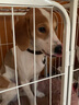 牛皮狗項(xiàng)圈狗圈頸圈中型犬大型犬拉布拉多狗脖套定制激光刻字寵物身份牌 2.0cm寬 調(diào)節(jié)范圍（28cm—36cm） 頭層軟牛皮（備注狗狗名字、出生日期、電話） 曬單實(shí)拍圖