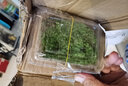 令箭荷花荷花令箭 孔雀仙人掌嫁接蟹爪蘭曇花當年開花盆栽花卉 令箭一盆4株 曬單實拍圖