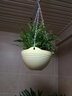 室內(nèi)植物波士頓厥盆栽綠植辦公室蕨類植物波士頓蕨綠植 盆栽 波斯頓厥+黃色吊盆 默認(rèn)分類 曬單實(shí)拍圖