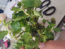 薄荷盆栽可食用夏季驅(qū)蚊蟲綠植室內(nèi)客廳陽臺驅(qū)蚊草水培植物花卉 薄荷+水培風(fēng)信子玻璃瓶 曬單實拍圖