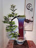 卓美御庭小葉紫檀盆景名貴精品盆栽老樁室內(nèi)造型綠植擺件原生臺灣進口真樹 小葉紫檀50號 曬單實拍圖
