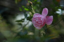 SAMYANG 三洋三陽(yáng) AF 50mm F1.4 FE 全畫幅自動(dòng)對(duì)焦二代大光圈人像定焦鏡頭 AF 50mm F1.4 FE II 二代 官方標(biāo)配 曬單實(shí)拍圖
