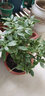 金邊瑞香盆栽老樁濃香型花卉植物室內(nèi)花客廳冬季耐寒好養(yǎng)開花不斷 5年苗瑞香 不含盆 曬單實拍圖