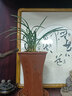 劉閣蘭花蘭花苗 線藝雪山天草 冬帶濃香花苞出售室內(nèi)好養(yǎng)花卉盆栽 5苗連體裸根 曬單實(shí)拍圖
