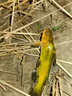 HF塘角魚(yú)黃骨魚(yú)專(zhuān)用腥香餌料野釣黑坑黃辣丁窩料釣塘鲺魚(yú)鯰魚(yú)昂刺魚(yú) 三瓶 曬單實(shí)拍圖
