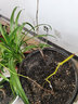 芥圃葡萄苗樹(shù)苗 官方旗艦 葡萄樹(shù)帶土發(fā)貨南北方種植爬藤盆栽地栽耐寒 扦插藍寶石葡萄苗【帶土帶葉】 高度15cm-30cm 曬單實(shí)拍圖