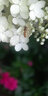 卡色（Kase） 手機鏡頭 大師微距拍花蟲(chóng)小草首飾微觀(guān)世界背景虛化手機鏡頭套裝適用于華為蘋(píng)果小米三星榮耀OV等 魚(yú)眼鏡頭 II代（創(chuàng  )意） 曬單實(shí)拍圖