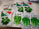 壽禾 奶油生菜種子多品種春播種青菜生菜籽蔬菜種孑四季易種種籽 濰豐奶油生菜種子2g約1400粒 曬單實(shí)拍圖