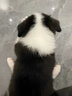 祥彥方依邊牧幼犬活體純種邊境牧羊犬雙血統(tǒng)七白三通黑白色隕石邊牧寵物狗 血統(tǒng)級(jí) 曬單實(shí)拍圖