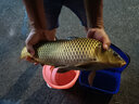老G黃顙窩王黃顙殺手開(kāi)口粉魚(yú)餌料打窩料野釣黃刺魚(yú)黃骨蚯蚓套餐 黃顙窩王（500g/包） 曬單實(shí)拍圖