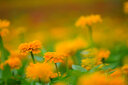 索尼（SONY） 全畫幅定焦鏡頭 【遠(yuǎn)攝定焦】FE135mmF1.8 GM 官方標(biāo)配 曬單實(shí)拍圖