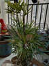 致薈樹(shù)金山棕室內綠植棕竹盆栽細葉棕竹金山棕竹小苗觀(guān)音竹大盆 整盆6-10顆組合 不含盆 曬單實(shí)拍圖