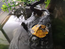 爬將軍 烏龜曬臺(tái)爬臺(tái) 帶洞穴大號(hào)水龜缸造景曬背臺(tái) 爬梯巴西龜爬寵躲避 迷你號(hào)【復(fù)式曬臺(tái)】 曬單實(shí)拍圖