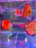 仟湖魚缸加熱棒防爆PTC變頻省電自動恒溫加熱器養(yǎng)魚烏龜加溫棒龍魚用 【雙管】加熱棒800瓦 曬單實拍圖