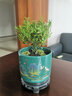 綠有意小葉赤楠老樁盆景苗植物花卉微景觀(guān)水培辦公室內好養四季常青盆栽 旭日東升盆+仿木底座+苔蘚 曬單實(shí)拍圖