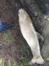 光威（GW）魚(yú)竿天尊競技臺釣竿碳素超輕超硬釣魚(yú)竿手竿鰱鳙大物綜合竿鯉魚(yú)桿 5.4m 天尊競技+禮包+竿稍+桿止 曬單實(shí)拍圖