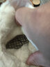 卡帝樂鱷魚（CARTELO）羊皮毛一體雪地靴男東北冬季馬丁靴戶外防滑加絨加厚保暖高幫棉鞋 棕色 收藏送棉襪 42 曬單實(shí)拍圖