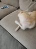 養(yǎng)只寵物（YOUNGER PET）狗狗嘴套防咬防叫防亂吃口罩小型犬寵物嘴罩泰迪用品大型狗套狗罩 尼龍綁帶狗嘴套 2號(hào)（嘴圍18cm以內(nèi)8-15斤） 曬單實(shí)拍圖