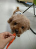 Petio派地奧狗狗寵物火腿犬用香腸泰迪柯基柴犬訓(xùn)練獎(jiǎng)勵(lì)零食 雞肉芝士味22支入 曬單實(shí)拍圖