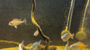 魚缸底砂造景專用天然砂石水族箱底部石頭水草裝飾沙子原生溪流石 溪流石4-6毫米5斤 曬單實拍圖