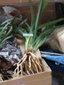 劉閣蘭花墨蘭報歲蘭 桃姬 冬帶花苞出售紅色好養蘭花苗 室內觀(guān)花卉盆栽 4苗連體裸根 曬單實(shí)拍圖
