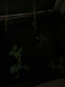 木匠的花园种菜箱阳台蔬菜种植箱屋顶室外种植盆多肉植物花箱种菜神器塑料盆 【单层1联箱】长40宽40高22cm 特大 实拍图