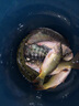 奧光 大力馬魚線主線編織線撒網(wǎng)織網(wǎng)海釣路亞pe線大馬力子線 8編（五彩） 1000米 4.0號(hào) 曬單實(shí)拍圖