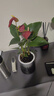 愛(ài)你一萬(wàn)年竹柏水培綠植驅蚊竹辦公室內花卉綠植四季好養白掌水培紅掌盆栽 【熱賣(mài)】特級紅掌+繁星吸水盆 曬單實(shí)拍圖
