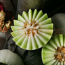 京鮮氣玉菇甜瓜 新鮮冰淇淋香瓜當(dāng)季軟糯香甜白玉菇甜瓜整箱禮盒 甄選優(yōu)+2枚【實(shí)惠無禮盒】 曬單實(shí)拍圖