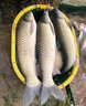 穿透王 爆裸鯉魚小藥黑坑框鏡鯉水庫野釣無鱗鯉魚餌料窩料裸斑誘魚劑 黑坑滑口裸鯉:裸鯉+滑口+逆天香 曬單實(shí)拍圖