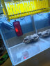 老漁匠魚缸加熱棒烏龜金魚水族自動(dòng)恒溫器淡海水通用迷你控溫加熱加溫棒 白紅25W帶遠(yuǎn)程遙控 曬單實(shí)拍圖