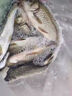 川澤錘頭尾夜光漂加粗醒目咬鉤變色魚漂高靈敏日夜電子漂大物鰱鳙浮漂 PJ-03吃鉛2.0g鯽鯉混合 【不變色日夜兩用】加粗尾 曬單實(shí)拍圖