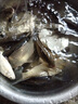 盈龍魚(yú)餌鯽魚(yú)餌料草魚(yú)野釣魚(yú)拉餌 腥香味5杯 曬單實(shí)拍圖