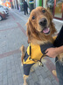 HDIRXG狗狗衣服秋冬金毛中型犬犬寵物邊牧大狗拉布拉多四腳衛衣冬 姜黃撞色四腳衣 4XL(30-40斤) 曬單實(shí)拍圖