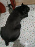 朗亲 狗粮10kg20斤金毛40拉布拉多泰迪成犬幼犬小型中型大型犬通用型 实拍图