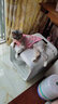 阿莫爾貓咪衣服狗狗衣服外出夏季小型犬背心四季薄款透氣無(wú)毛防曬涼涼衣 小白兔 L 建議8-10斤 背長(cháng)33cm 曬單實(shí)拍圖