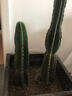 量天尺仙人棒仙人柱仙人掌無(wú)刺天輪柱室內盆栽植物抗 仙人柱30-40公分單顆高度 不含盆 曬單實(shí)拍圖