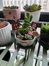 綠蔭巷子多肉植物帶盆組合盆栽新手好養(yǎng)活仙人掌辦公室內(nèi)桌禮品小綠植 五星盆【十二卷+5隨機肉】+5?？?曬單實拍圖