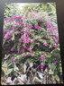 佳能（Canon）PRO510專業(yè)彩色噴墨照片打印機(jī)12色A2A3幅面高清相片無線攝影工作室 PRO510 -12色專業(yè) 打印機(jī)--標(biāo)配 曬單實(shí)拍圖