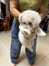 伊寵比熊幼犬純種小狗活物小型犬寵物狗狗活體幼崽 寵物級 A級 公 曬單實拍圖