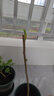 駿灝買(mǎi)1送2 玉蘭花樹(shù)苗四季開(kāi)花庭院盆栽白紫廣玉蘭樹(shù)苗矮化耐寒超矮 牡丹玉蘭 幼苗（（一顆裝））不好養 曬單實(shí)拍圖