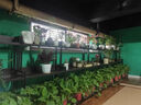 瑞豐年綠植景觀墻植物補光燈led仿太陽光生長燈園藝花店全光譜軌道射燈 【全光譜植物燈】白殼-20W 暖光 曬單實拍圖