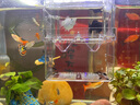 奈寵魚(yú)苗飼料豐年蝦卵幼蟲(chóng)魚(yú)食孔雀魚(yú)幼魚(yú)開(kāi)口飼料小型魚(yú)糧 脫殼豐年蝦卵【幼魚(yú)苗通吃】50g 曬單實(shí)拍圖