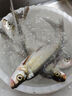 颶利強滑漂遠投碳氟線主線切水性好磯竿海竿釣魚線原絲尼龍線沉水線 2號 118米 綠色碳氟線 曬單實拍圖