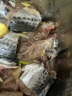 漁哥戲魚(yú) 青島大鲅魚(yú) 活凍海捕大鲅魚(yú)整條海魚(yú)馬鮫魚(yú)鲅魚(yú)段餡水餃 4斤/4條 曬單實(shí)拍圖