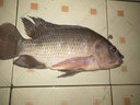 五福臺北大非醬300ml非王醬王道羅非香精釣魚(yú)小藥羅飛魚(yú)餌料小藥套餐 大非醬/300ml（大體型羅非） 曬單實(shí)拍圖