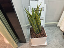 植男植女辮子發(fā)財(cái)樹大型植物各種真盆栽開業(yè)喬遷客廳辦公室內(nèi)好養(yǎng)源頭直發(fā) 曬單實(shí)拍圖