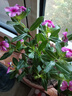 木本長(cháng)春花盆栽花苗四季梅金達萊四季開(kāi)花多年生陽(yáng)臺庭院天天開(kāi) 精選2盆套餐 曬單實(shí)拍圖
